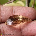 Natural Scapolite 21.37 Carats Light Champagne Yellow Pear 27x16 mm Loose Gemstone - Image 2
