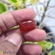 Showing image for fire opal fire opal image