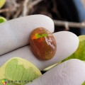 Natural Opal 7.48 Carats Rainbow Oval Cabochon 19x6 mm Loose Gemstone - Image 3