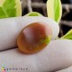 Showing image for opal opal Rainbow Opal image