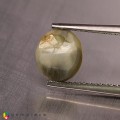 Natural Chrysoberyl cats eye 2.11 Carats Yellowish Green Oval Cabochon 8x7 mm Loose Gemstone - Image 4