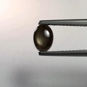 Golden Star Sapphire  1.29cts - 7x5mm